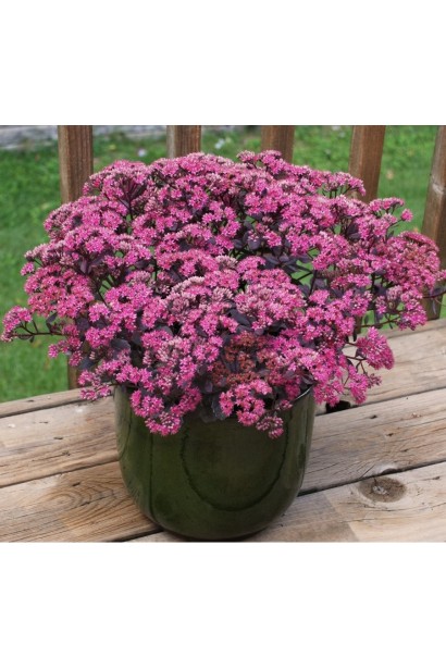 Очиток видний Плам Даззлед в декоративному горщику